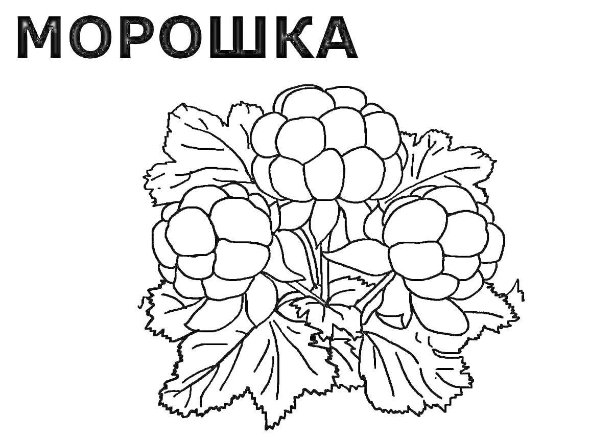 На раскраске изображено: Морошка, Ягоды, Лесные ягоды, Листья, Природа, Растения