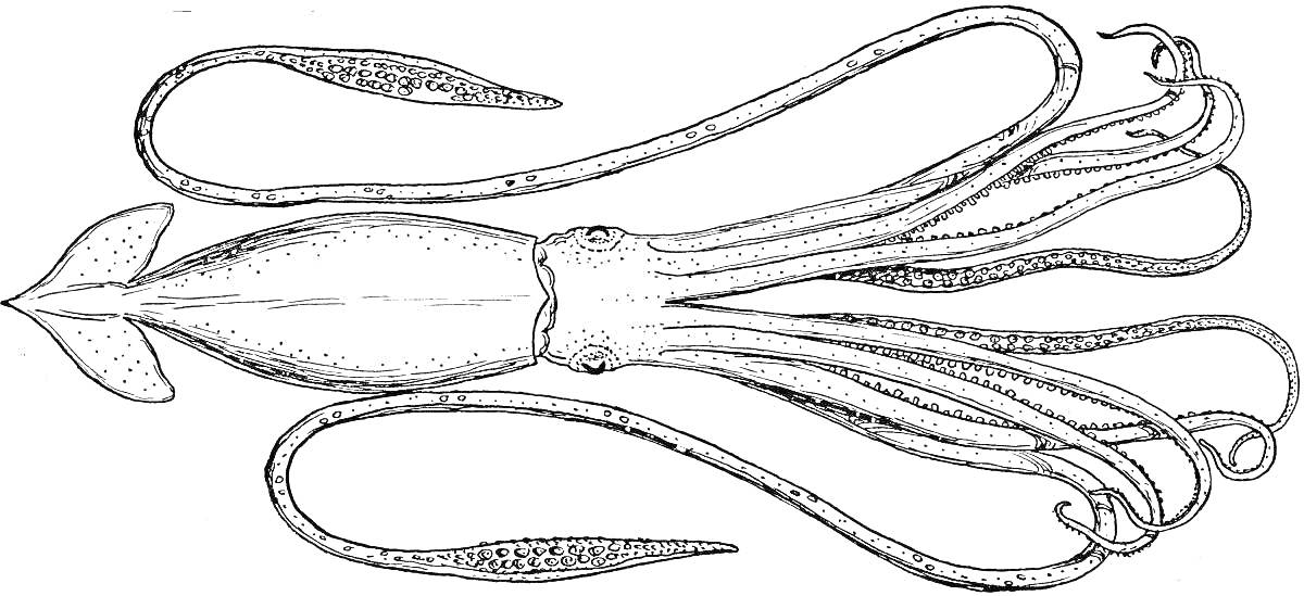 Гигантский кальмар с длинными щупальцами