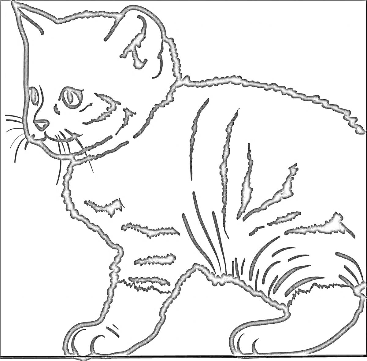 Раскраска Британский котенок
