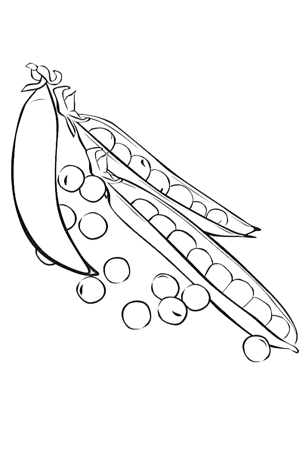 Раскраска Ракушка стручкового гороха с открытыми стручками и горошинами.