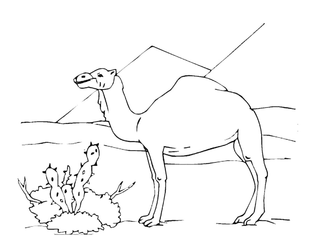Раскраска Верблюд в пустыне рядом с кустом и горой
