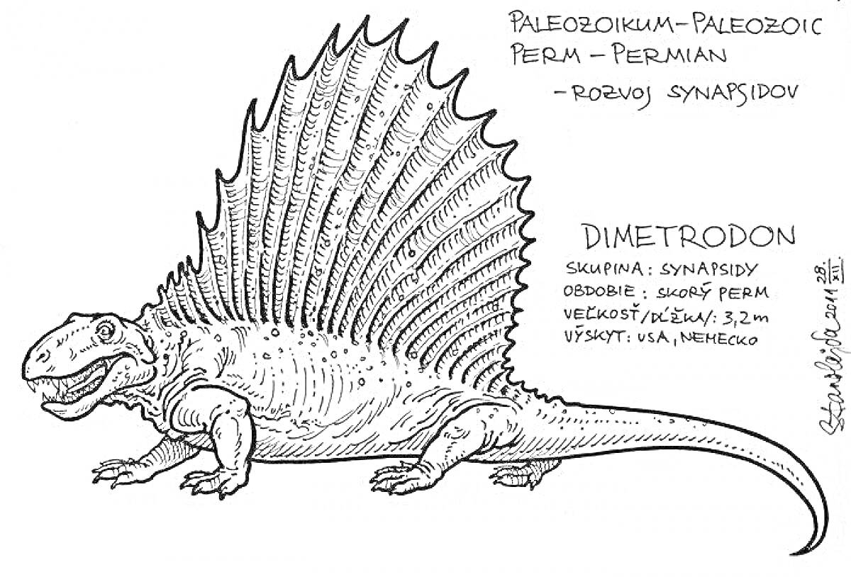 Раскраска Диметродон с подписью периода Палеозой (Перемь) и информацией о синопсидах