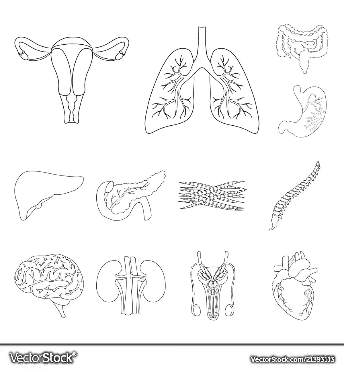 Раскраска Внутренние органы: матка, лёгкие, толстый кишечник, желудок, печень, поджелудочная железа, мышцы, позвоночник, мозг, почки, мочевой пузырь, сердце