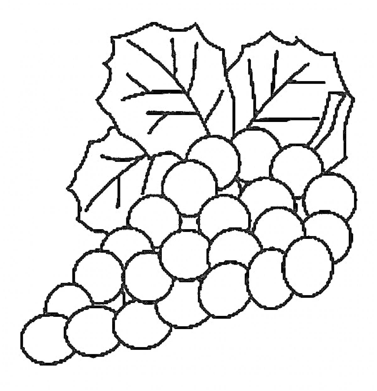 Раскраска Виноградная кисть с листьями