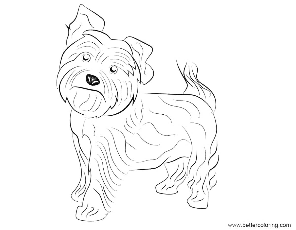 На раскраске изображено: Йоркширский терьер, Собака, Пушистый друг, Питомец