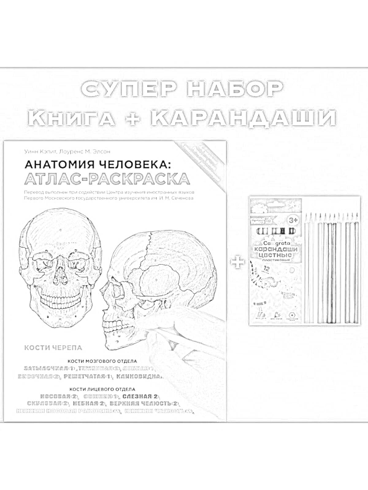 Раскраска Супер набор книга + карандаши: Анатомия человека: атлас-раскраска. Изображения черепов и набор цветных карандашей.