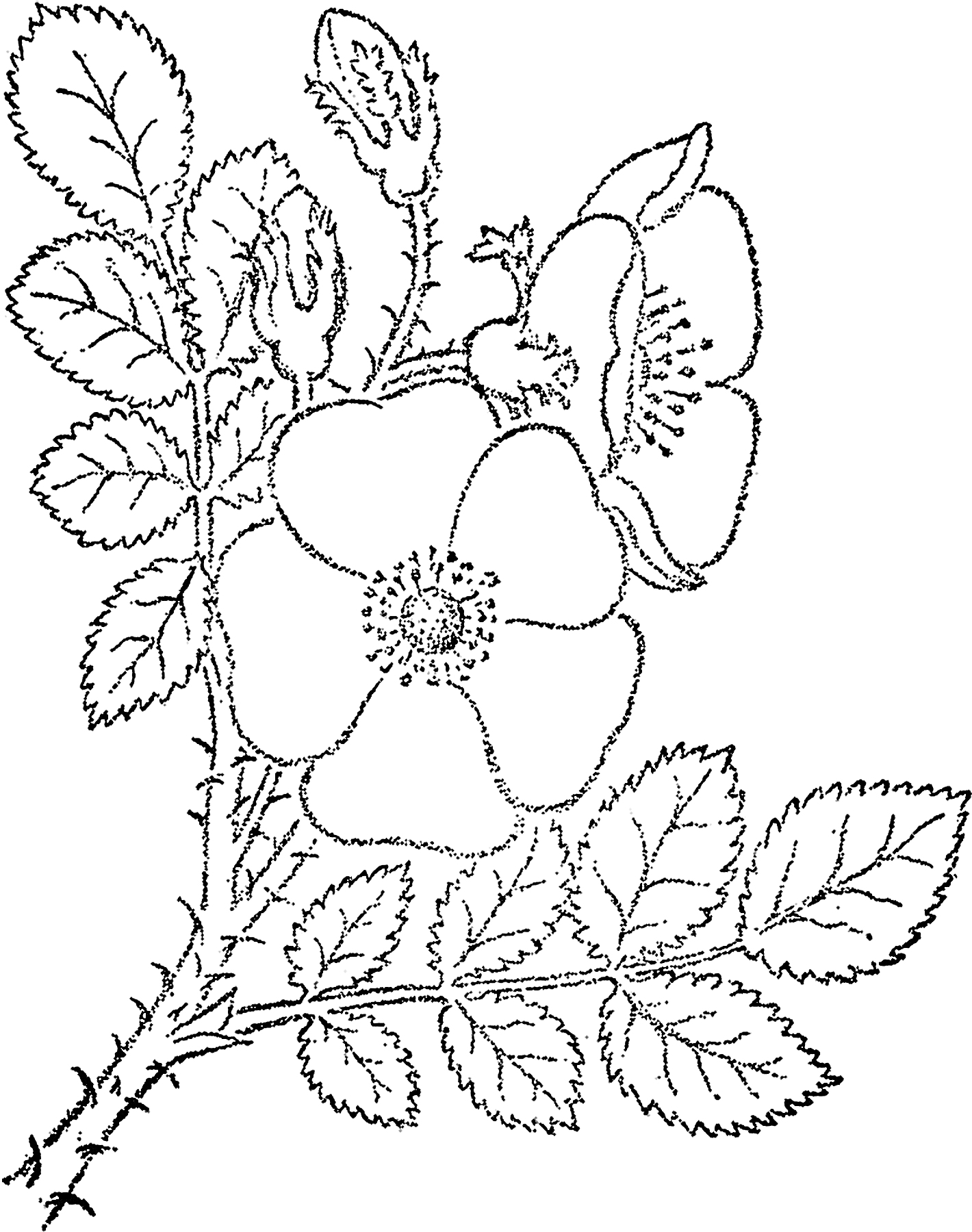 Раскраска Шиповник с цветками, бутонами и листьями