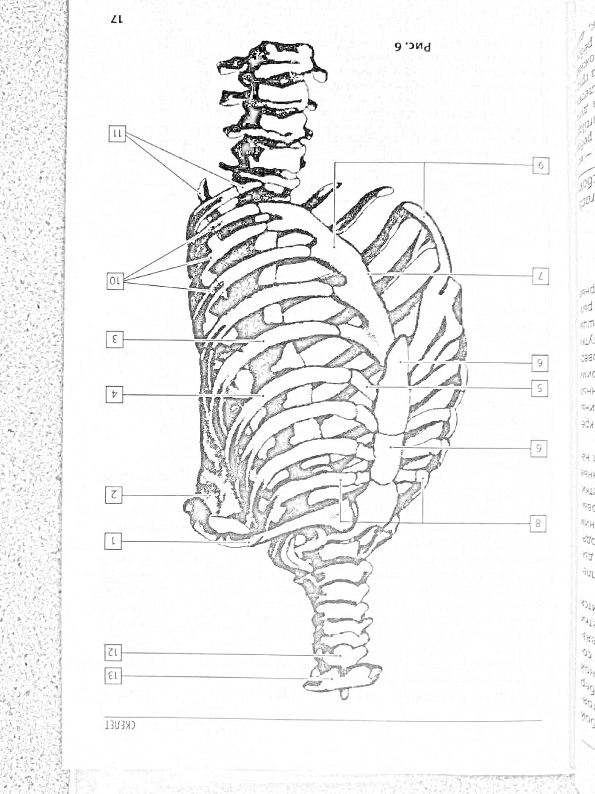 На раскраске изображено: Грудная клетка, Рёбра, Позвоночник, Анатомия, Медицинская иллюстрация