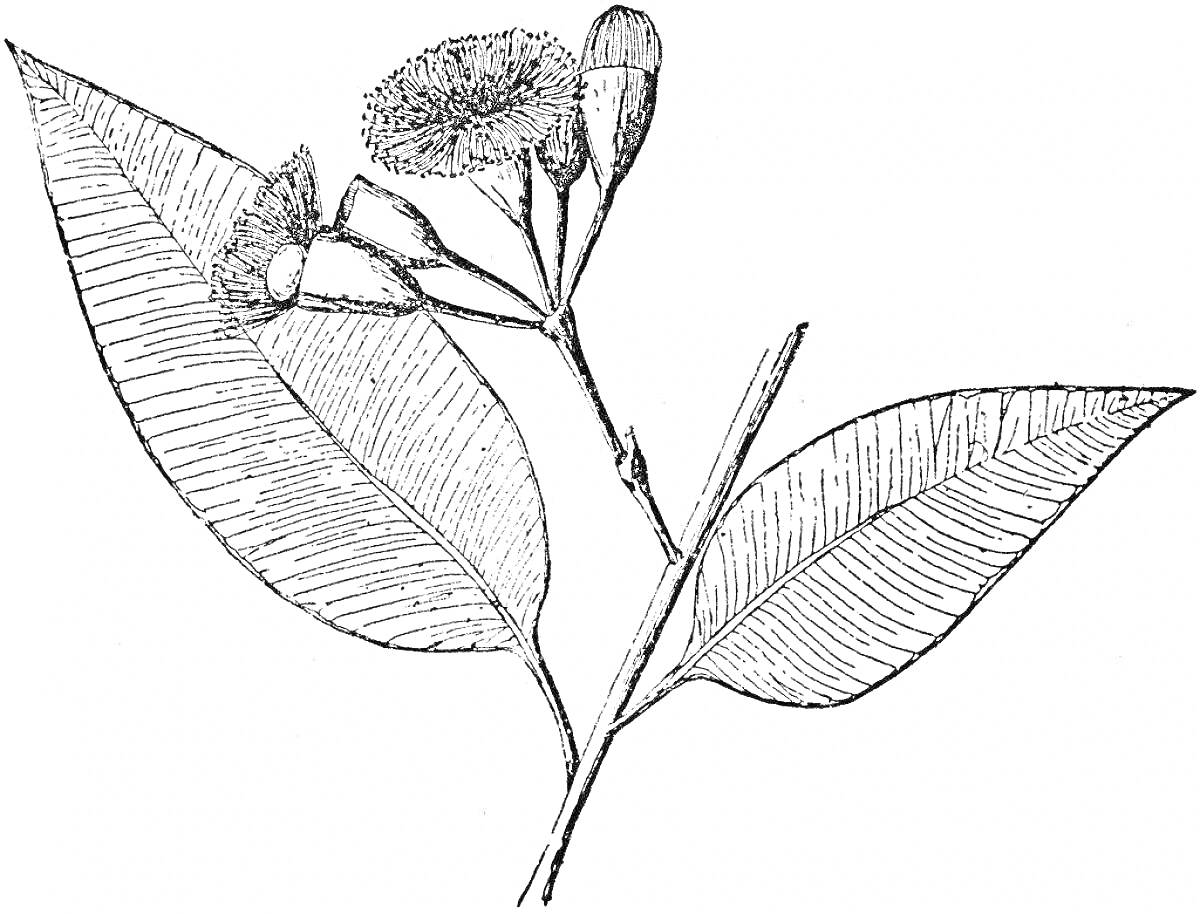 Раскраска Эвкалипт с цветами и листьями