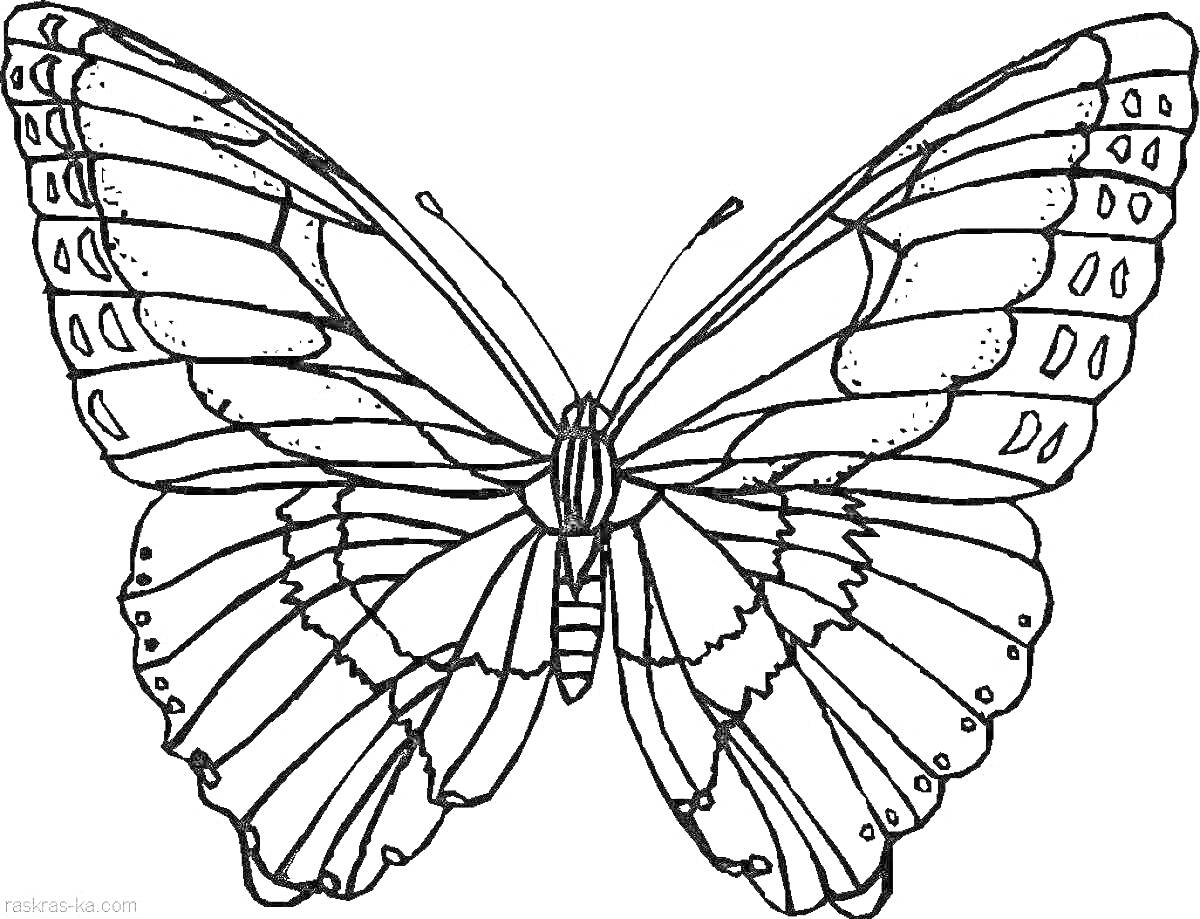 На раскраске изображено: Бабочка, Красивые, Крылья, Узоры, Природа