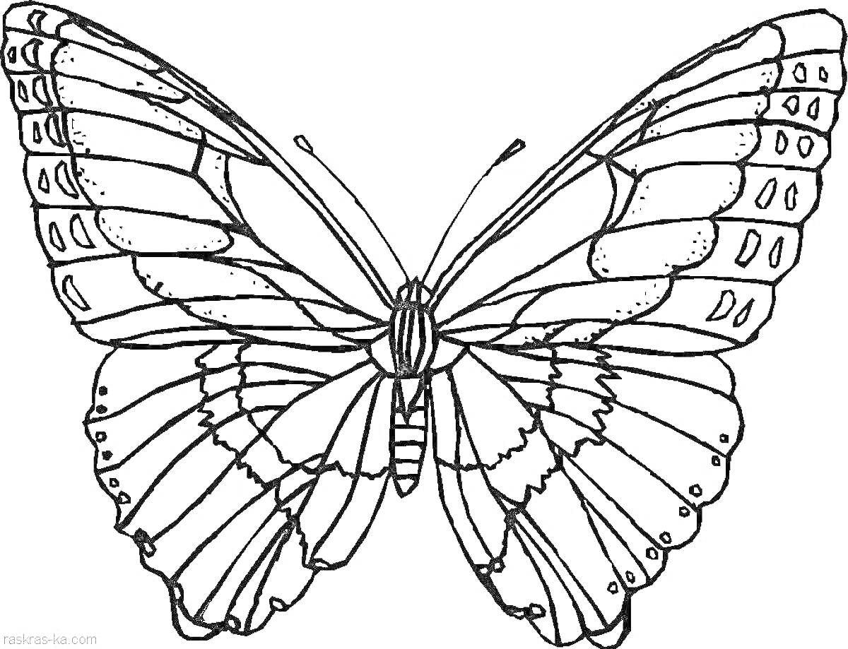 Раскраска Крупная красивая бабочка с деталями узоров на крыльях