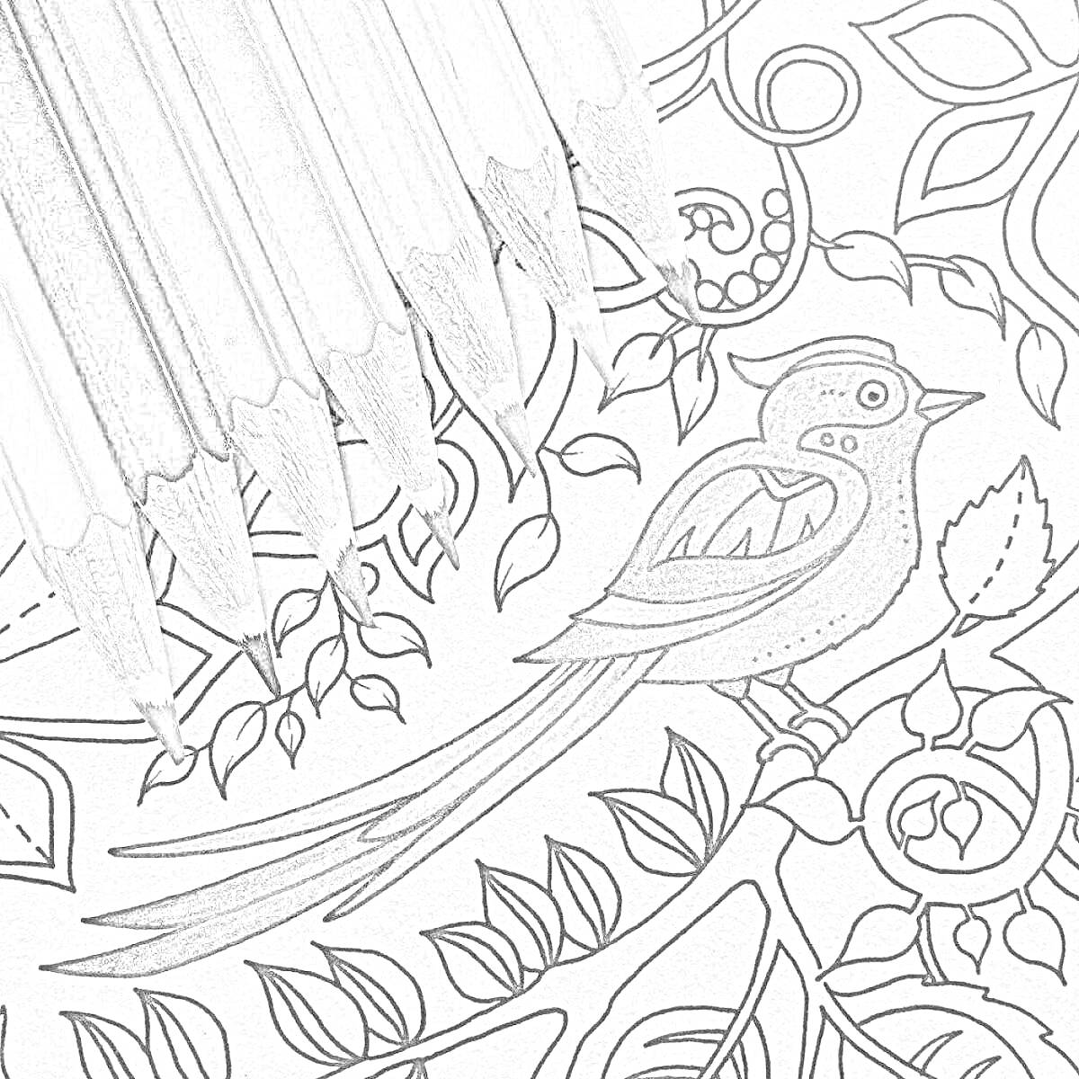 На раскраске изображено: Цветные карандаши, Птица, Листья, Творчество, Арт