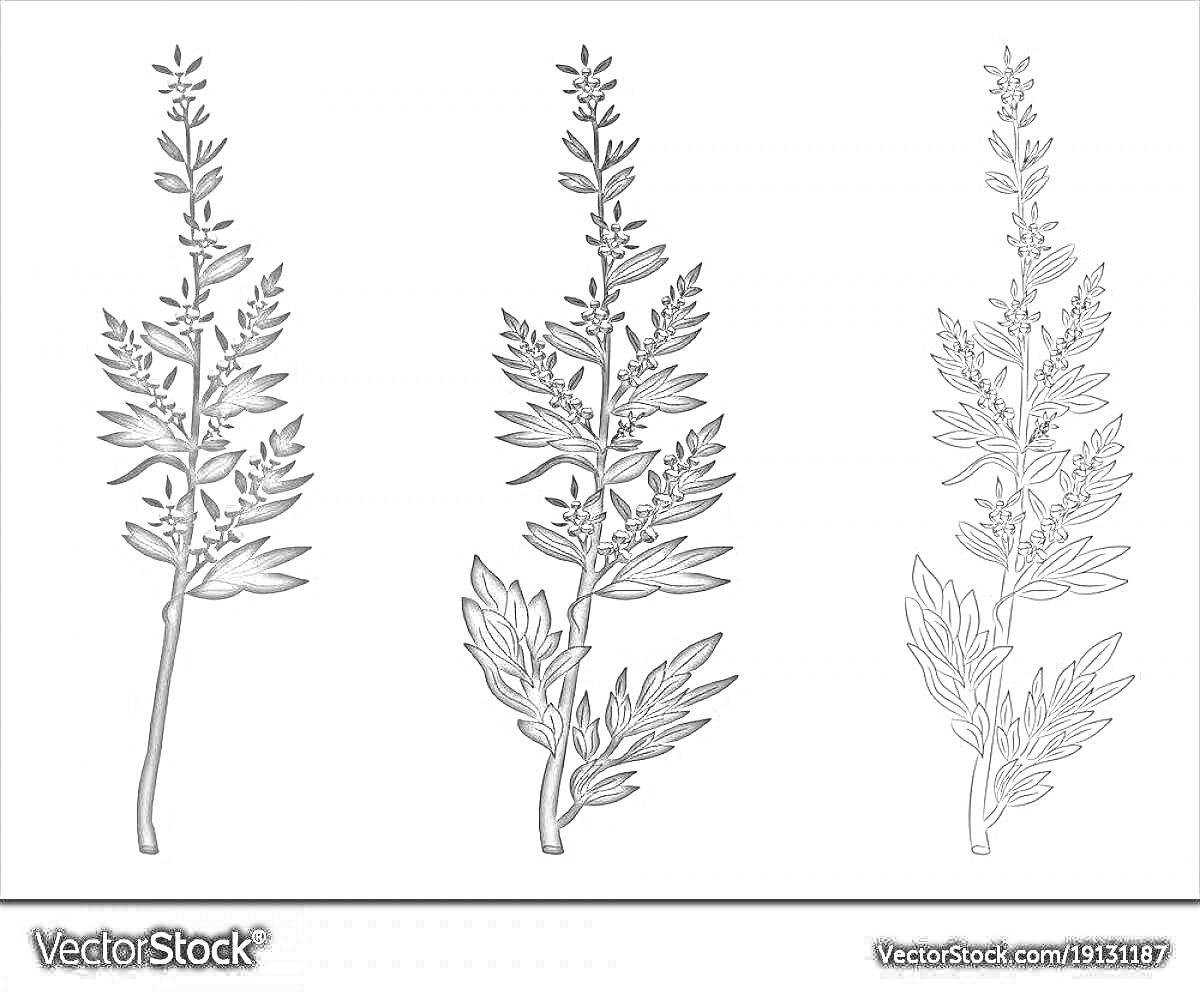 Раскраска Черно-белые изображения полыни - три рисунка растения на белом фоне