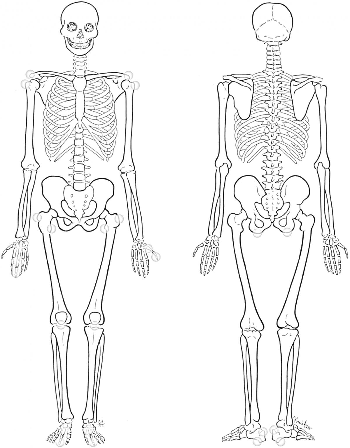 Раскраска Скелет человека спереди и сзади, включающий череп, позвоночник, грудную клетку, плечевые кости, локтевые кости, лучевые кости, кости кистей, тазовые кости, бедренные кости, коленные чашечки, большеберцовые кости, малоберцовые кости, кости стоп
