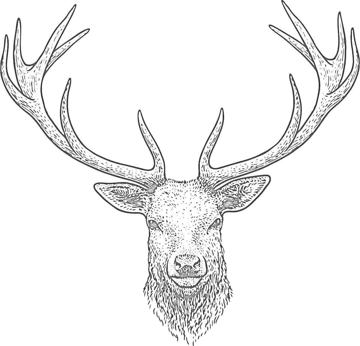 Раскраска рисунок головы оленя с рогами