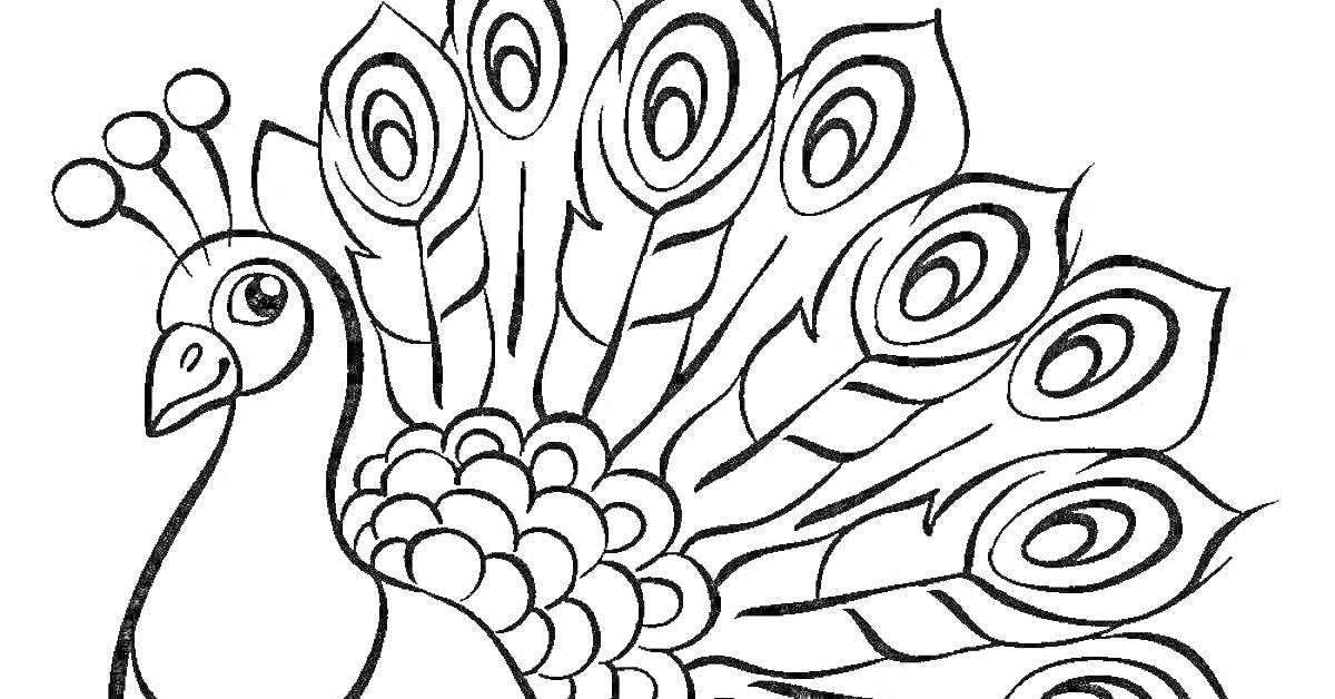 Раскраска Павлин с раскинутыми перьями