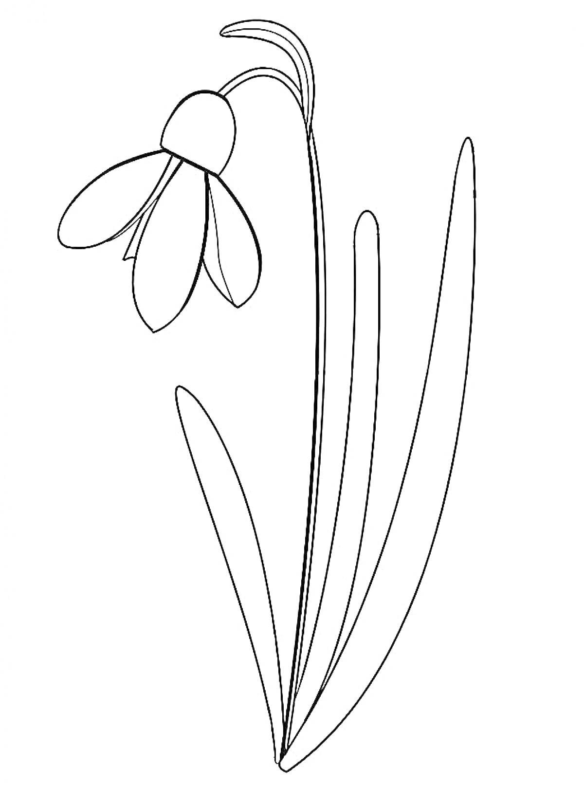 Раскраска Подснежник с пятью длинными листьями и одним цветком