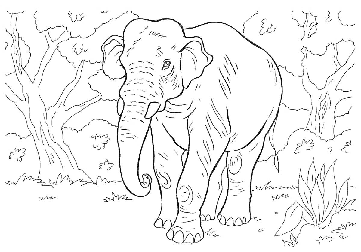 На раскраске изображено: Слон, Африка, Животные, Лес, Природа, Деревья
