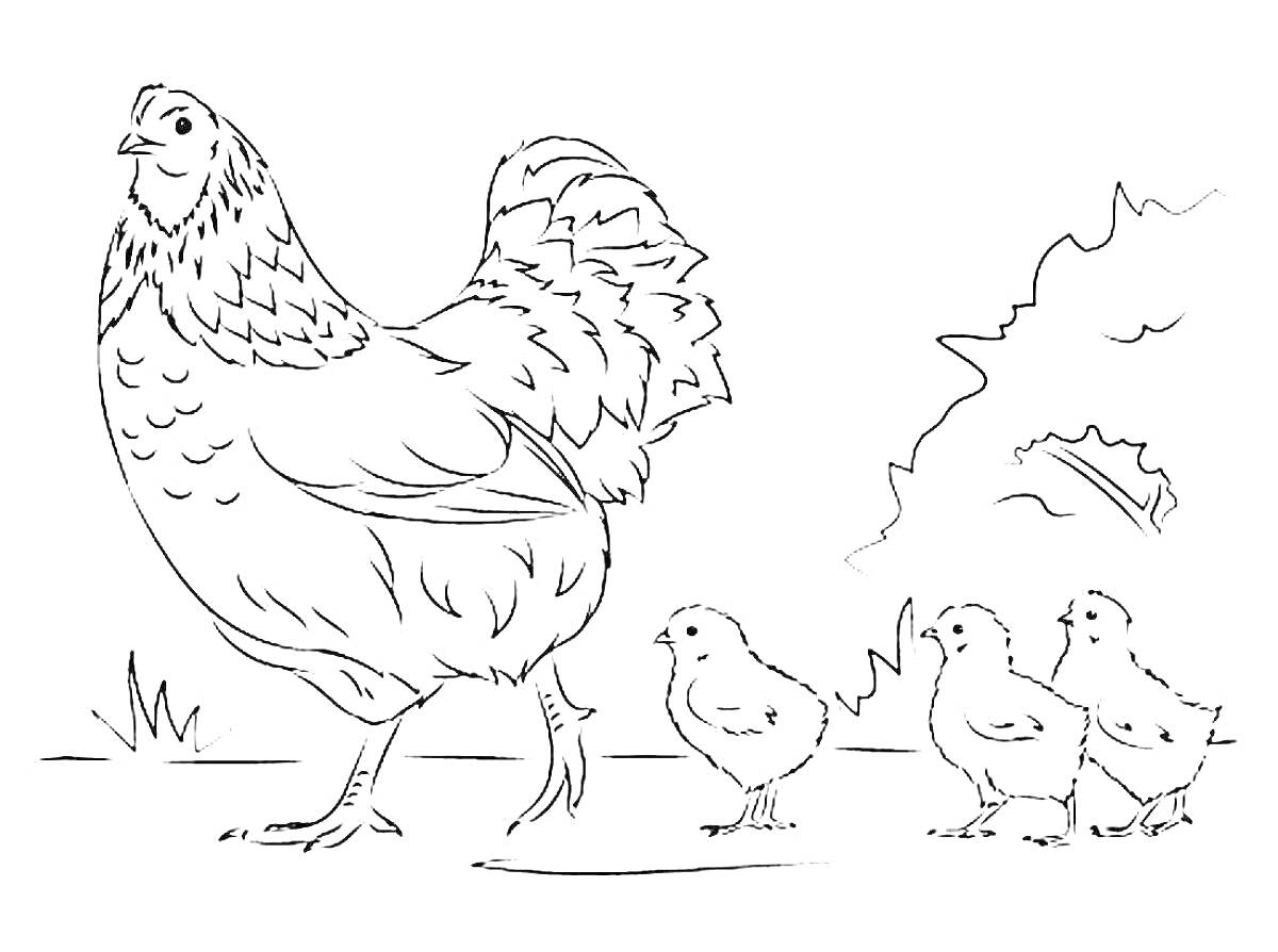 На раскраске изображено: Цыплята, Трава, Природа