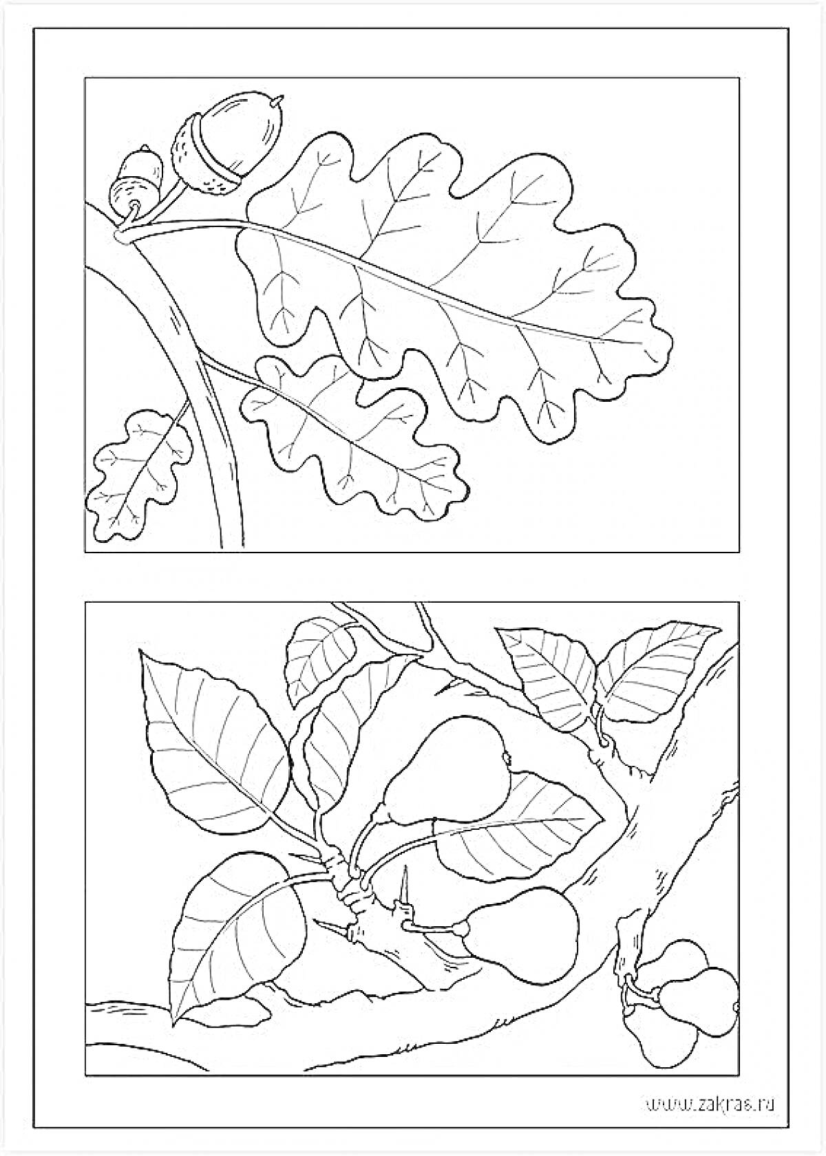 На раскраске изображено: Дуб, Листья, Желуди, Ветка, Груши, Природа