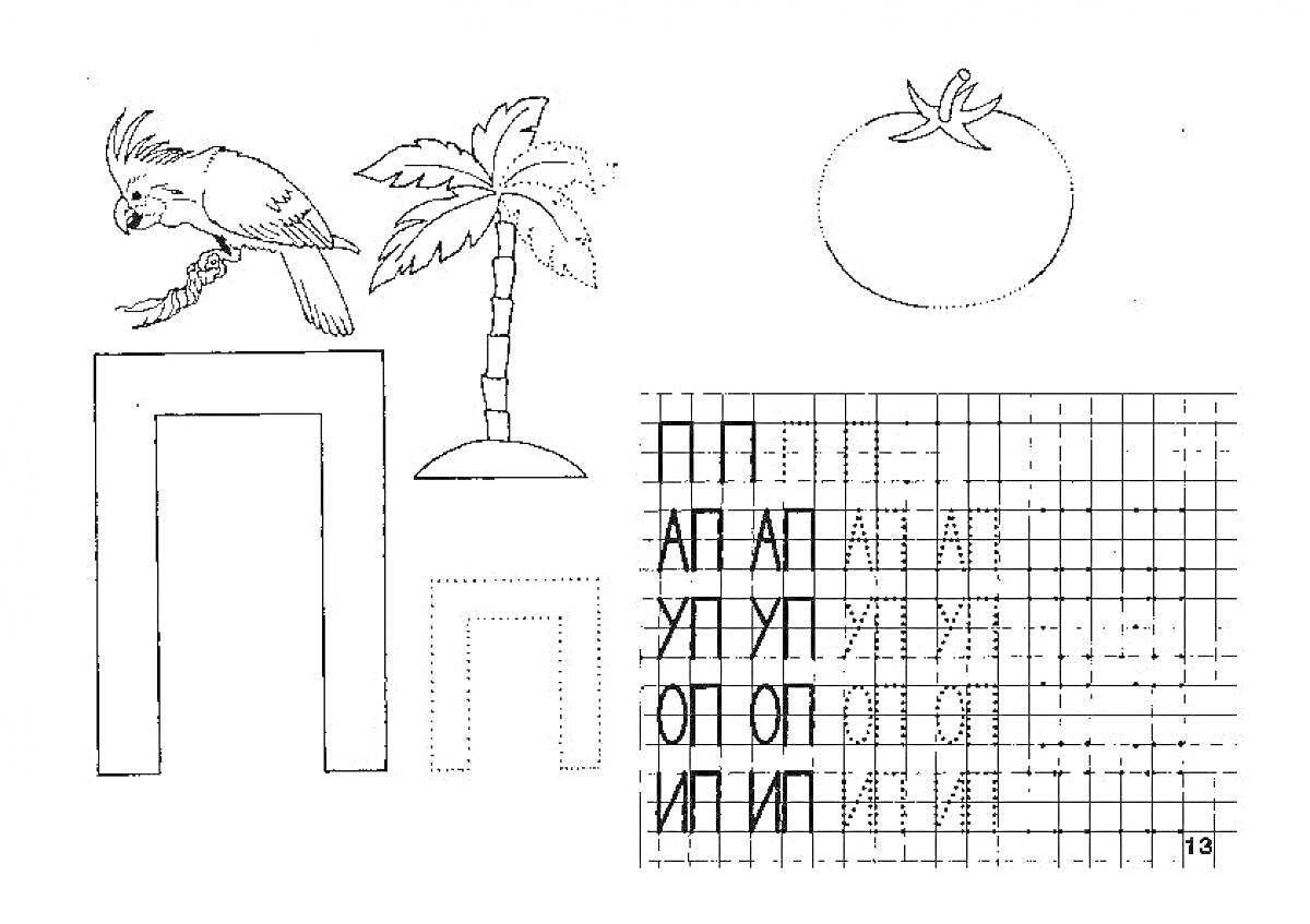 Раскраска Буква П с попугаем, пальмой, помидором, и упражнением по написанию
