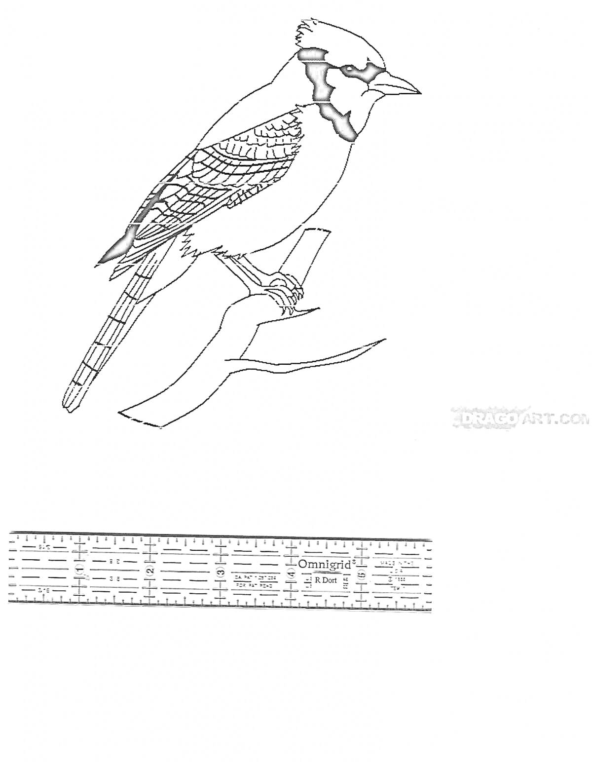 Раскраска Раскраска с изображением сойки, сидящей на ветке, с линейкой в нижней части изображения