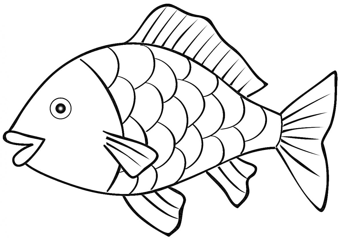 Раскраска Рыба с чешуей, плавниками и хвостом