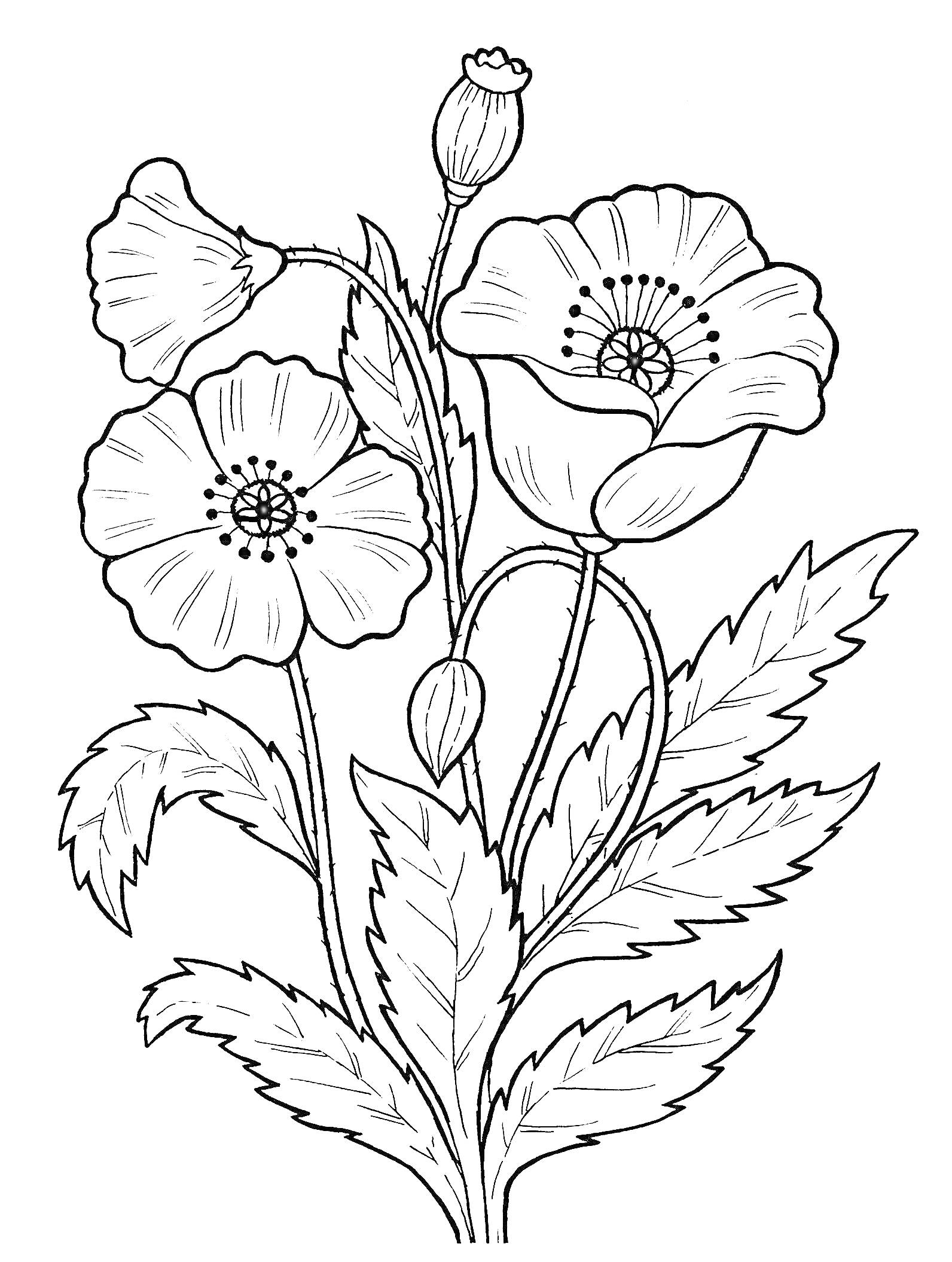 На раскраске изображено: Цветы, Листья, Контурная иллюстрация, Природа, Ботаника, Мак, Бутон