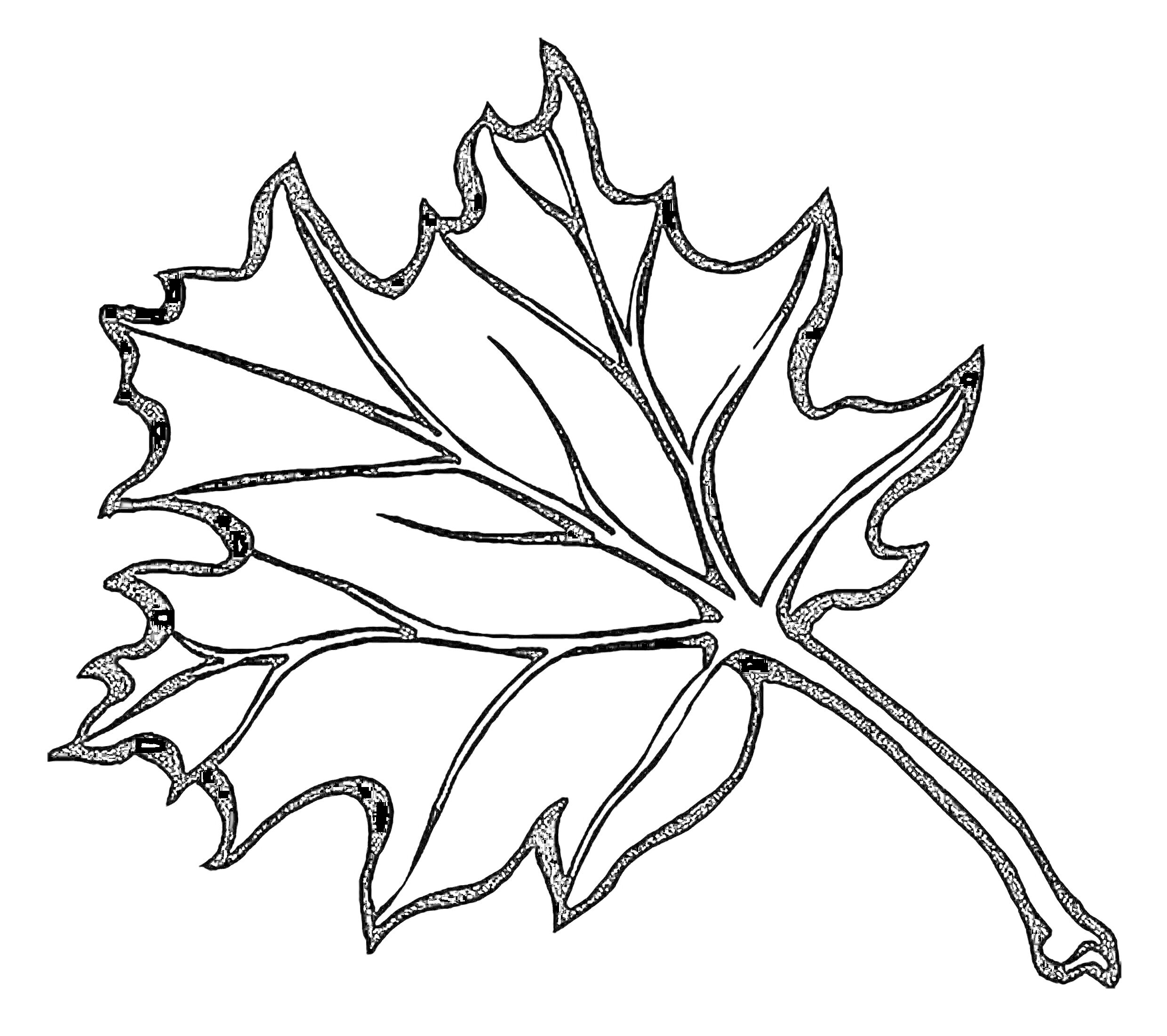 На раскраске изображено: Клен, Природа, Жапырақ, Листья, Осень