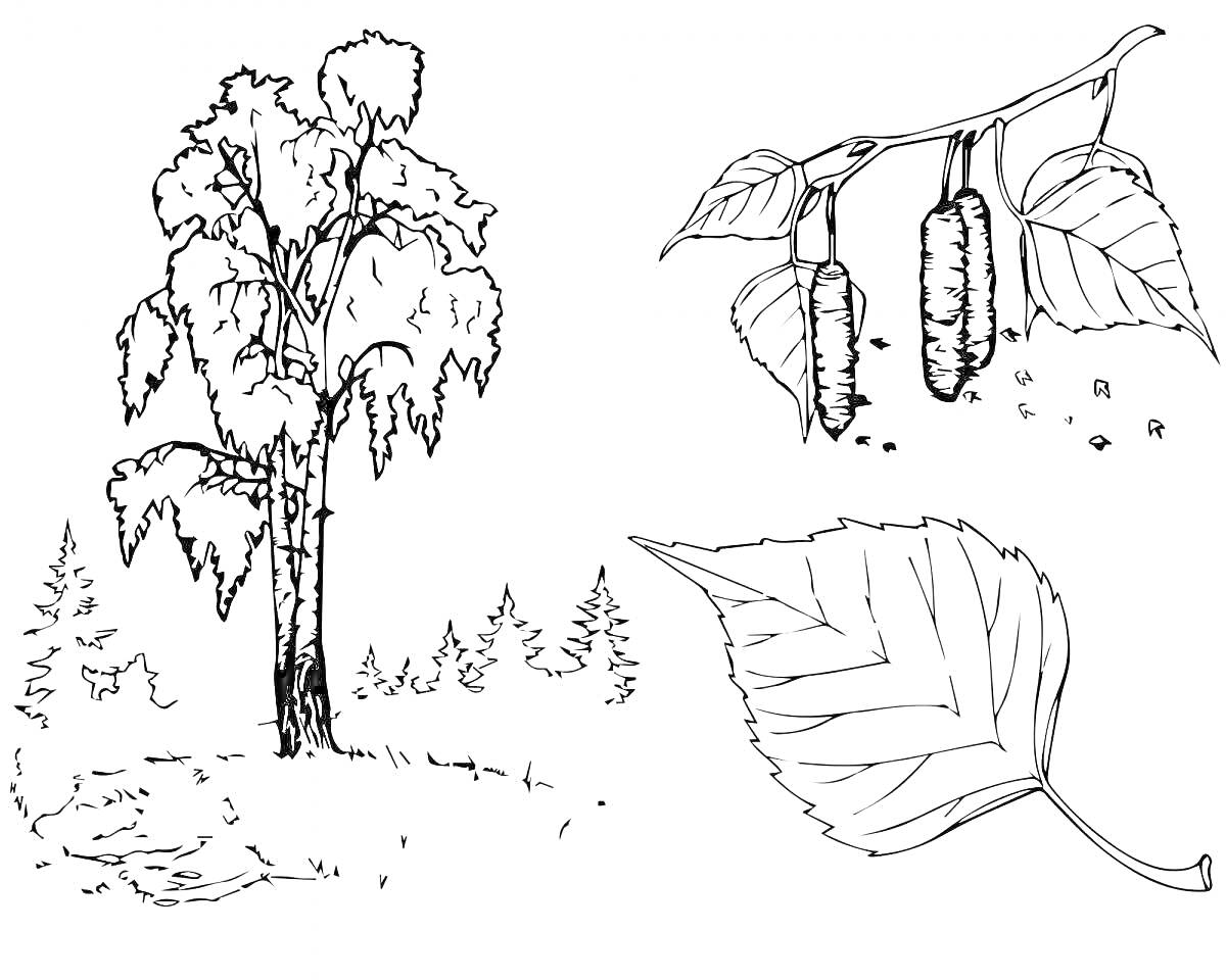 Раскраска Дерево в роще, березовые сережки и отдельно листья