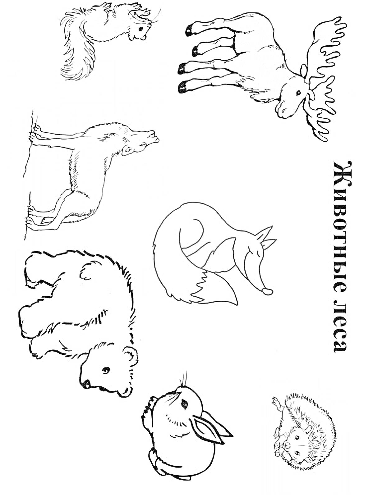 Раскраска Лесные животные: белка, лось, волк, лиса, медведь, заяц, ежик.
