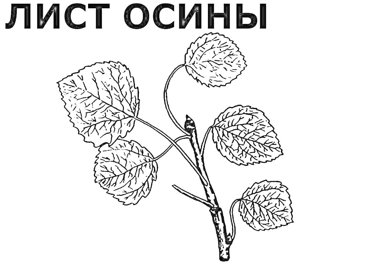 На раскраске изображено: Осина, Листья, Ветка, Осенние листья, Ботаника, Природа