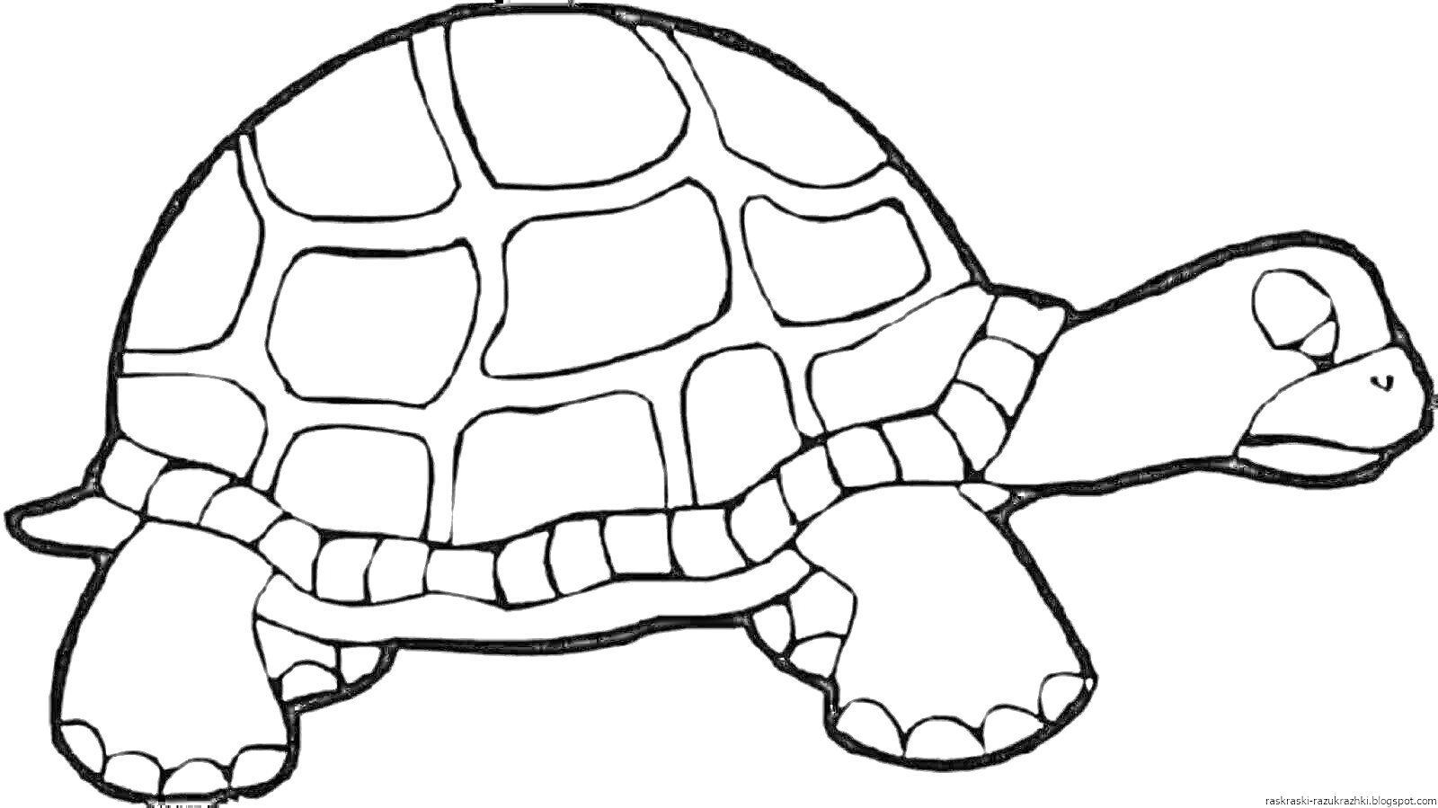 На раскраске изображено: Черепаха, Для детей, Панцирь, Лапы, 3-4 года