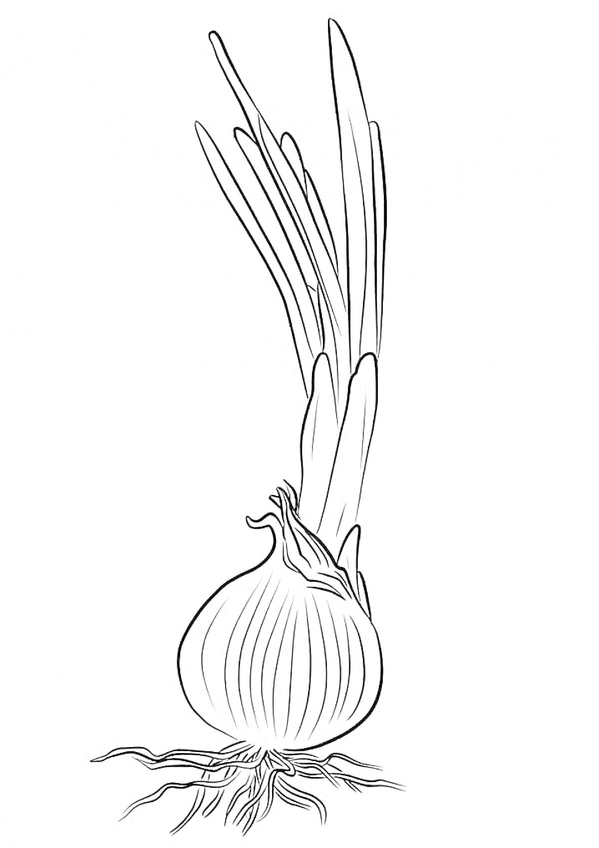 На раскраске изображено: Лук, Зелень, Корни, Растительный мир