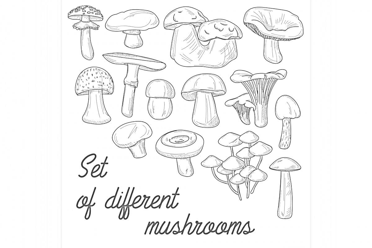 Set of different mushrooms - набор различных грибов с надписью