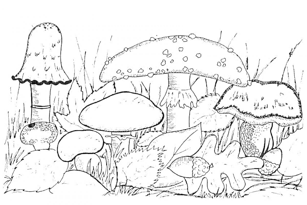 Раскраска Белый гриб среди других грибов, трава и листья
