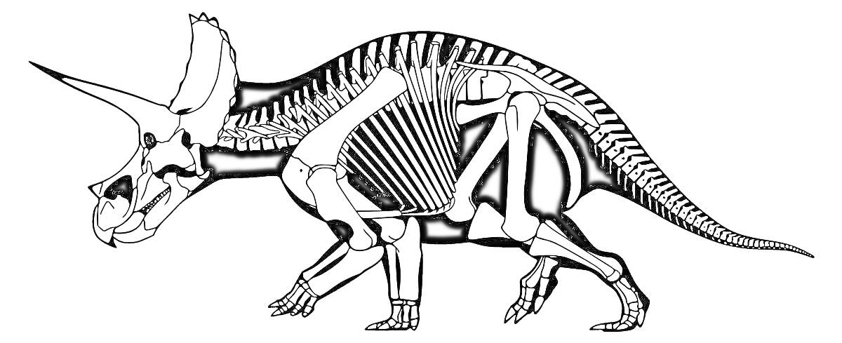 На раскраске изображено: Динозавр, Кости, Скелет, Трицератопс, Палеонтология