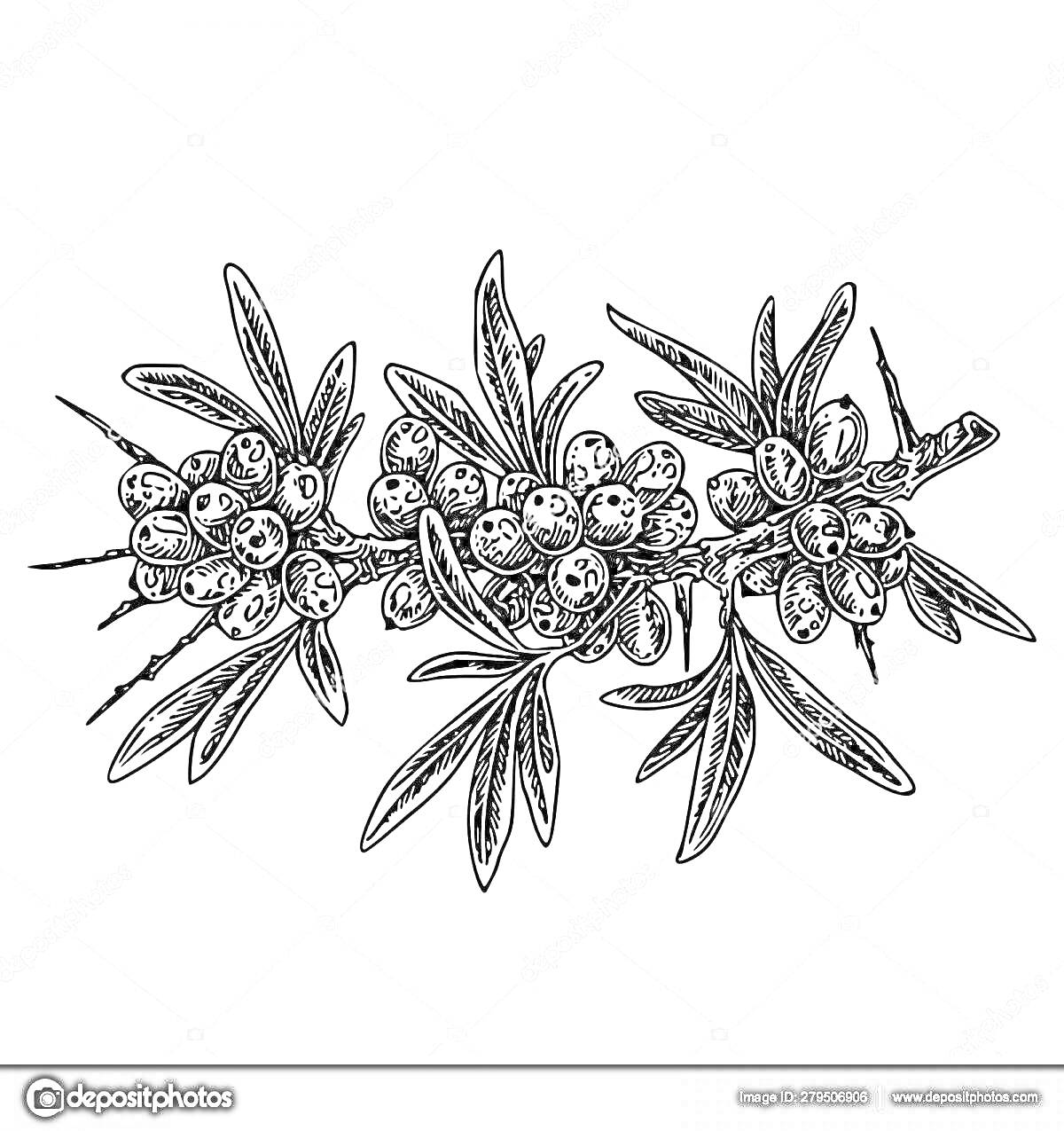 На раскраске изображено: Облепиха, Ягоды, Листья, Природа, Иллюстрация