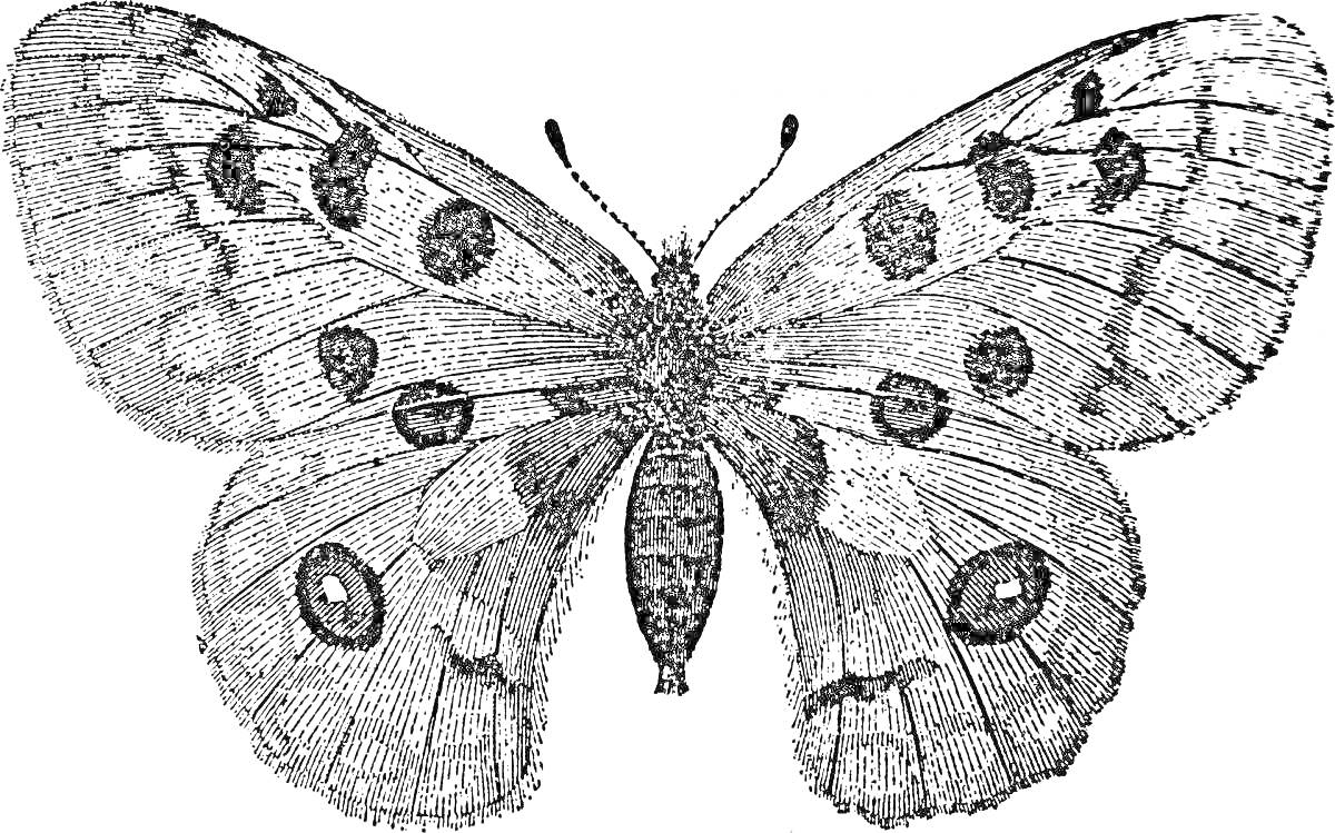 Раскраска Бабочка аполлон с узорными крыльями, включающими черные пятна и кольца