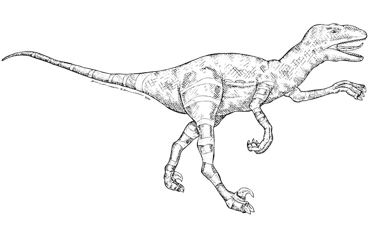 На раскраске изображено: Динозавр, Велоцираптор, Набросок, Длинный хвост, Острые когти