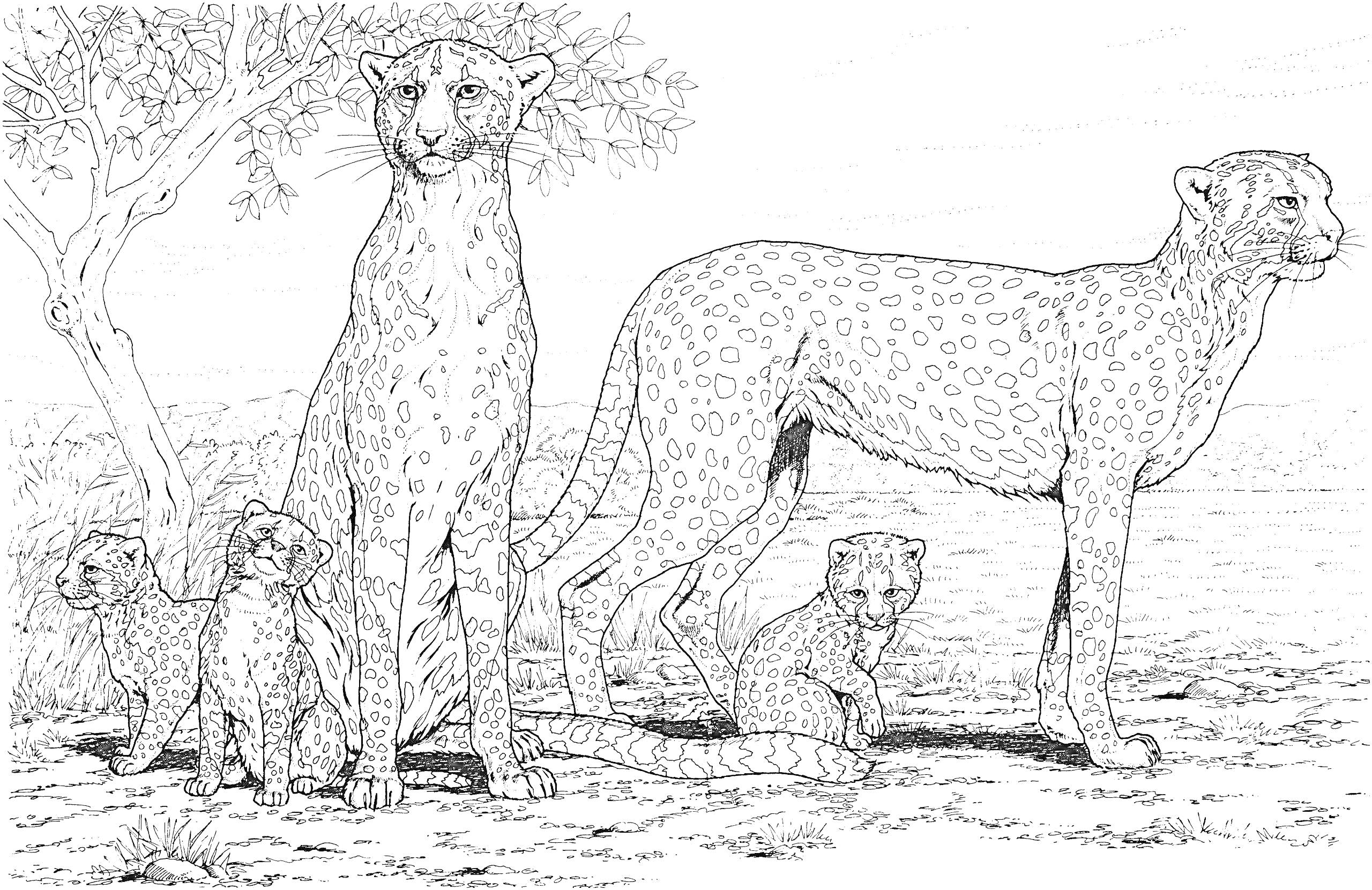 Раскраска Гепарды на просторах саванны с деревом и четырьмя детёнышами