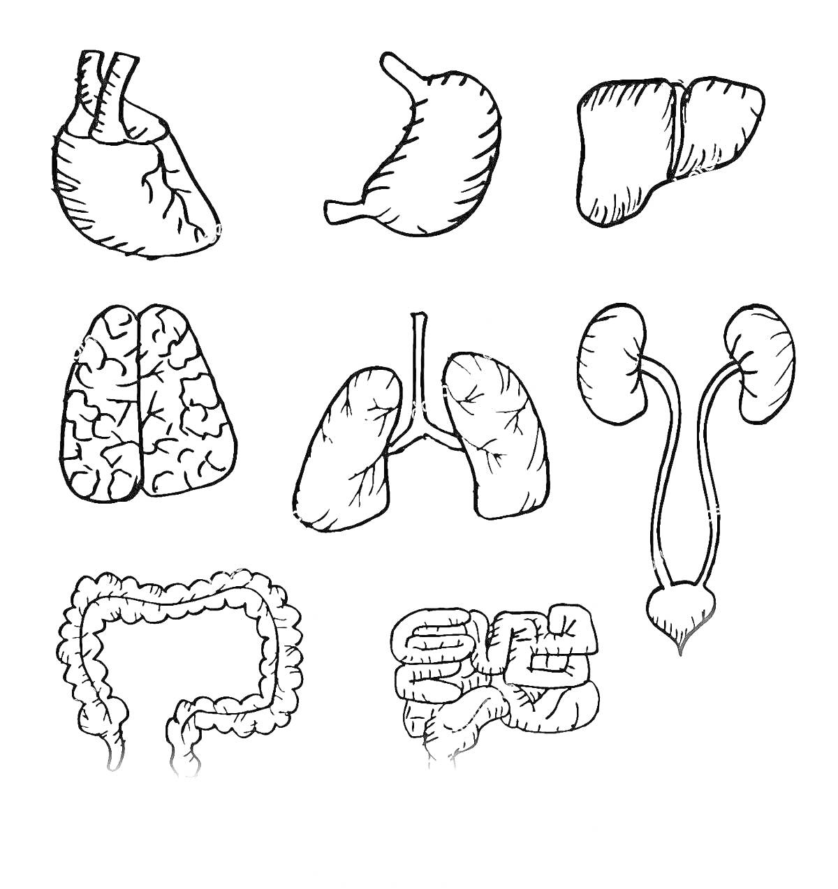 Раскраска Органы человека - сердце, желудок, печень, мозг, лёгкие, почки, толстый кишечник, тонкий кишечник