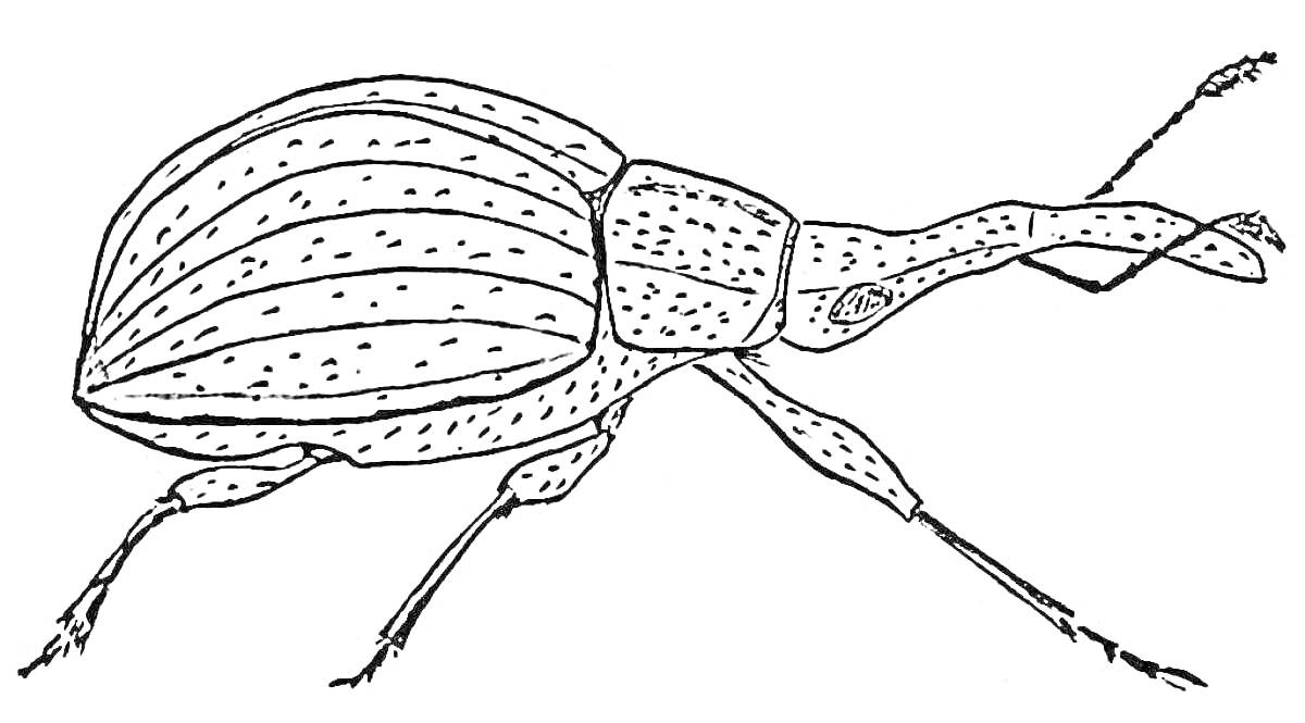 Жук носорог с длинным хоботком и узорчатым телом