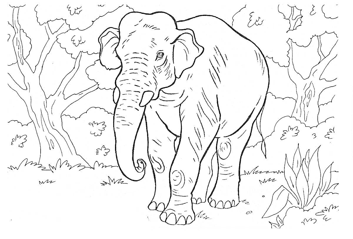 На раскраске изображено: Индийский слон, Лес, Деревья, Растительность, Природа, Фауна