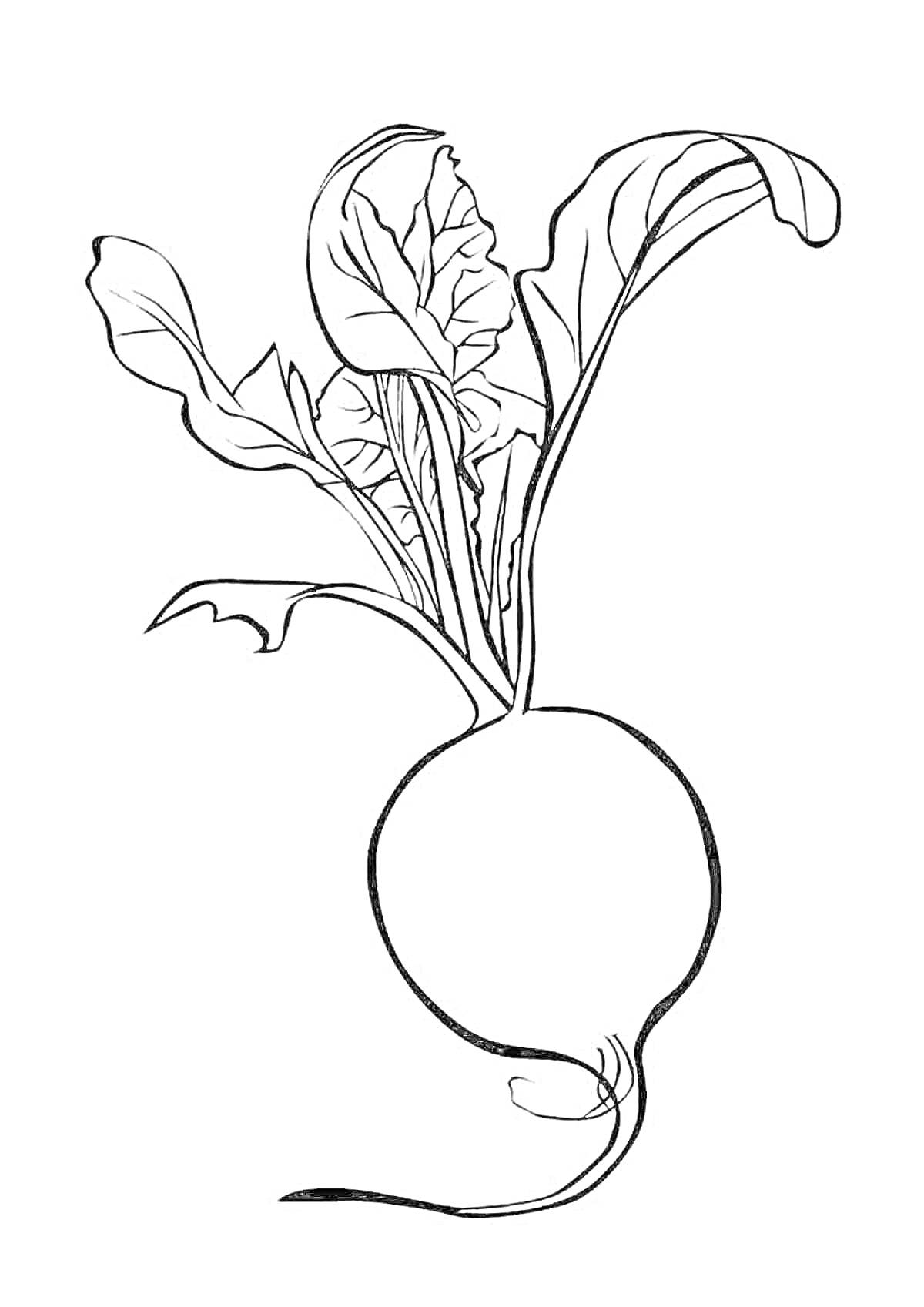 На раскраске изображено: Репа, Овощи, Листья, Контурные рисунки