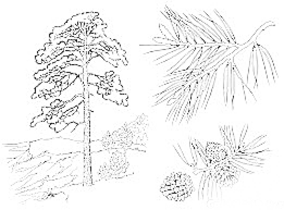 Раскраска Дерево с еловыми ветками, шишками и пейзажем