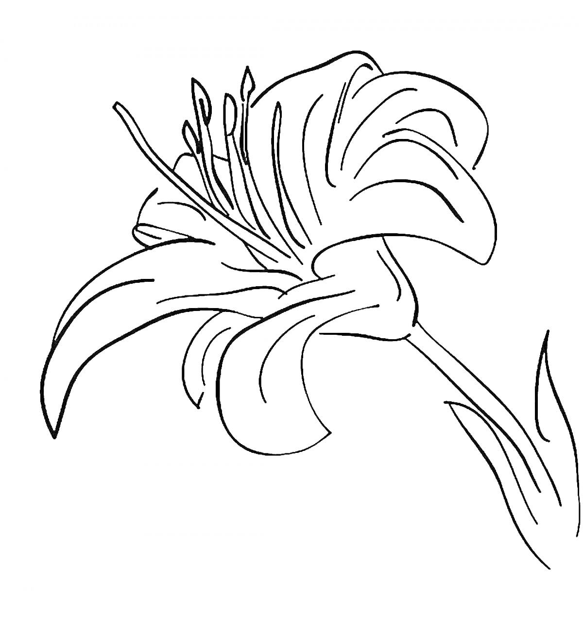 На раскраске изображено: Морская лилия, Лепестки, Ботаника, Стебель, Природа
