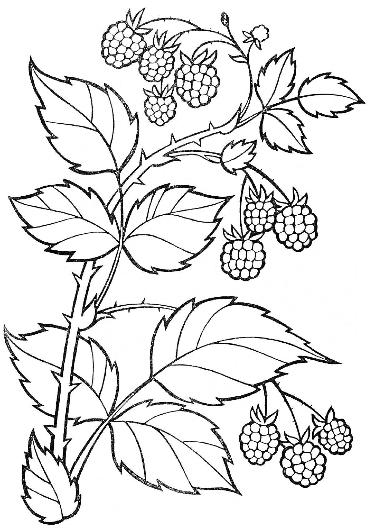 Раскраска Ветвь малины с ягодами и листьями