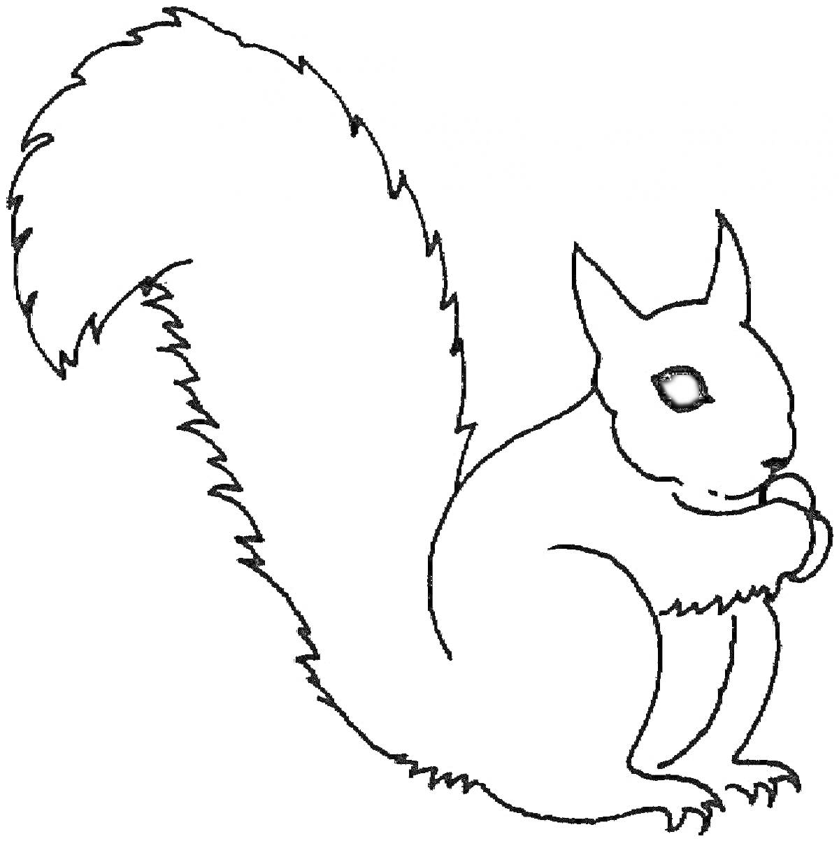 Раскраска Белка с пушистым хвостом