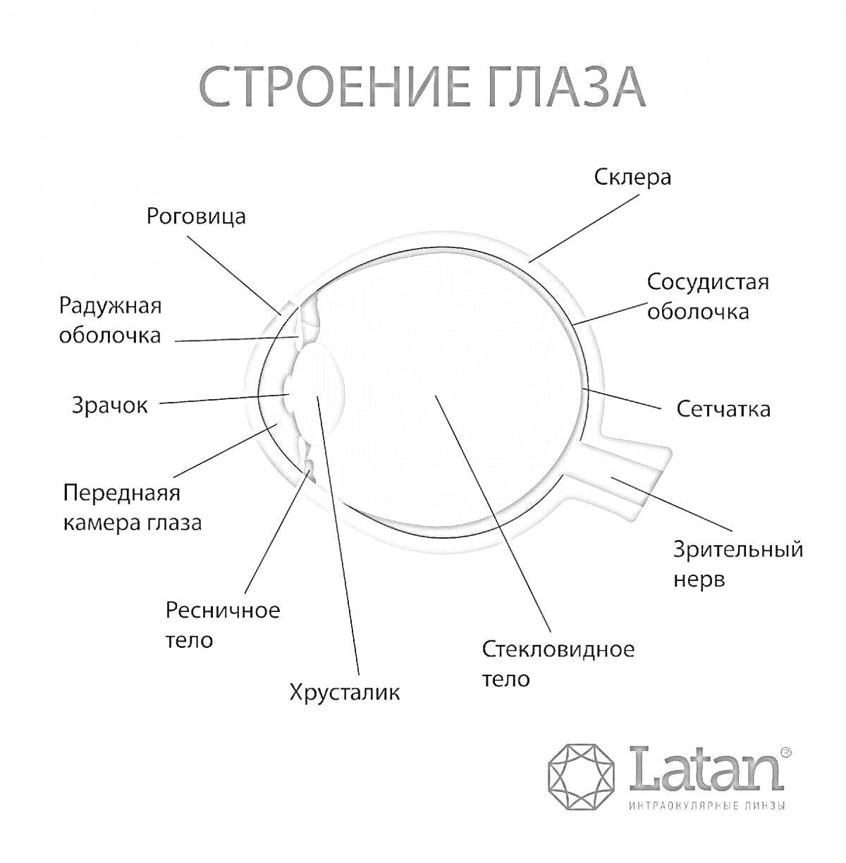 На раскраске изображено: Анатомия, Зрачок